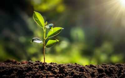 Corporate Sustainability Reporting Directive czyli zrównoważony rozwój w biznesie